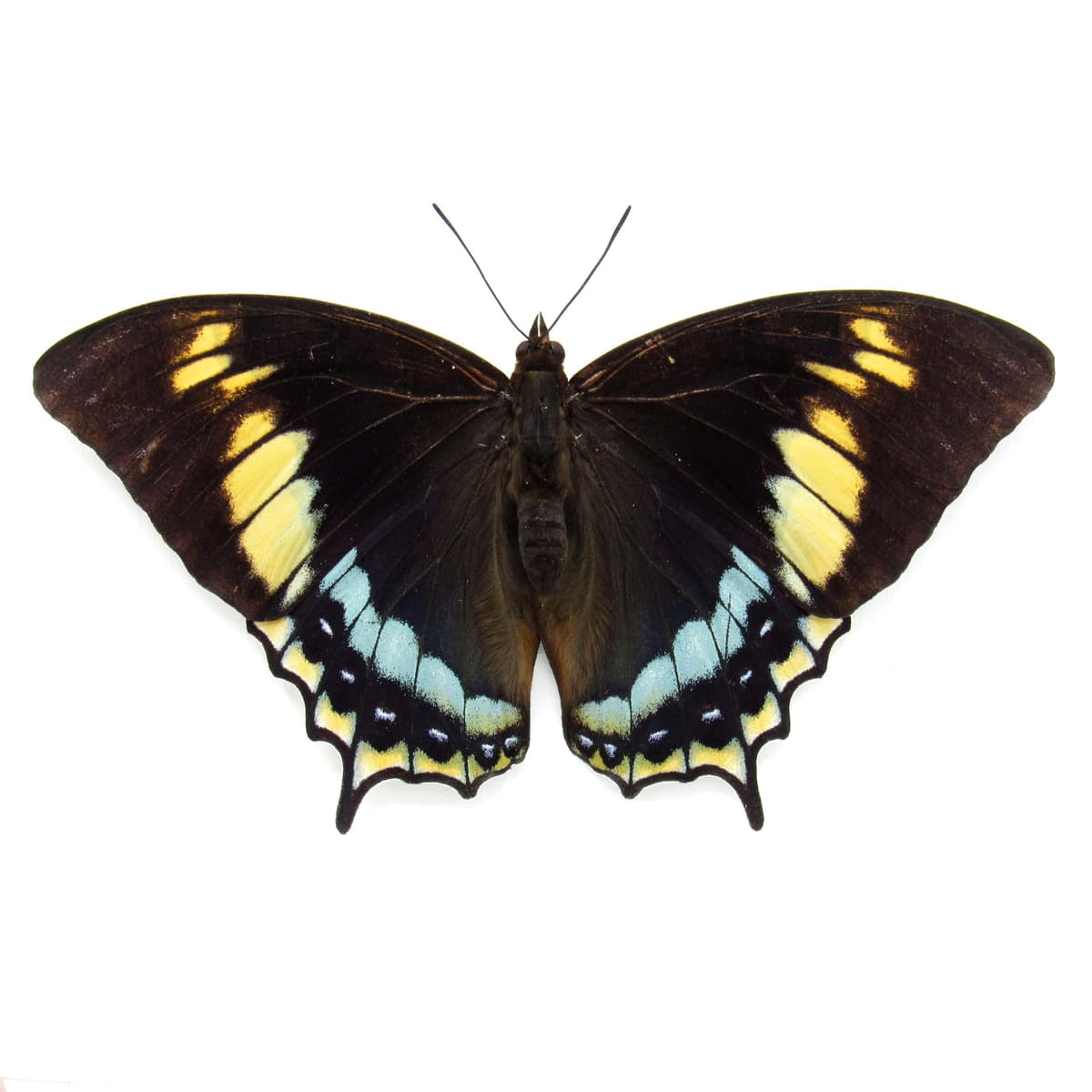 Rare framed butterfly specimen - Charaxes eurialus - XL female - Victorian mount