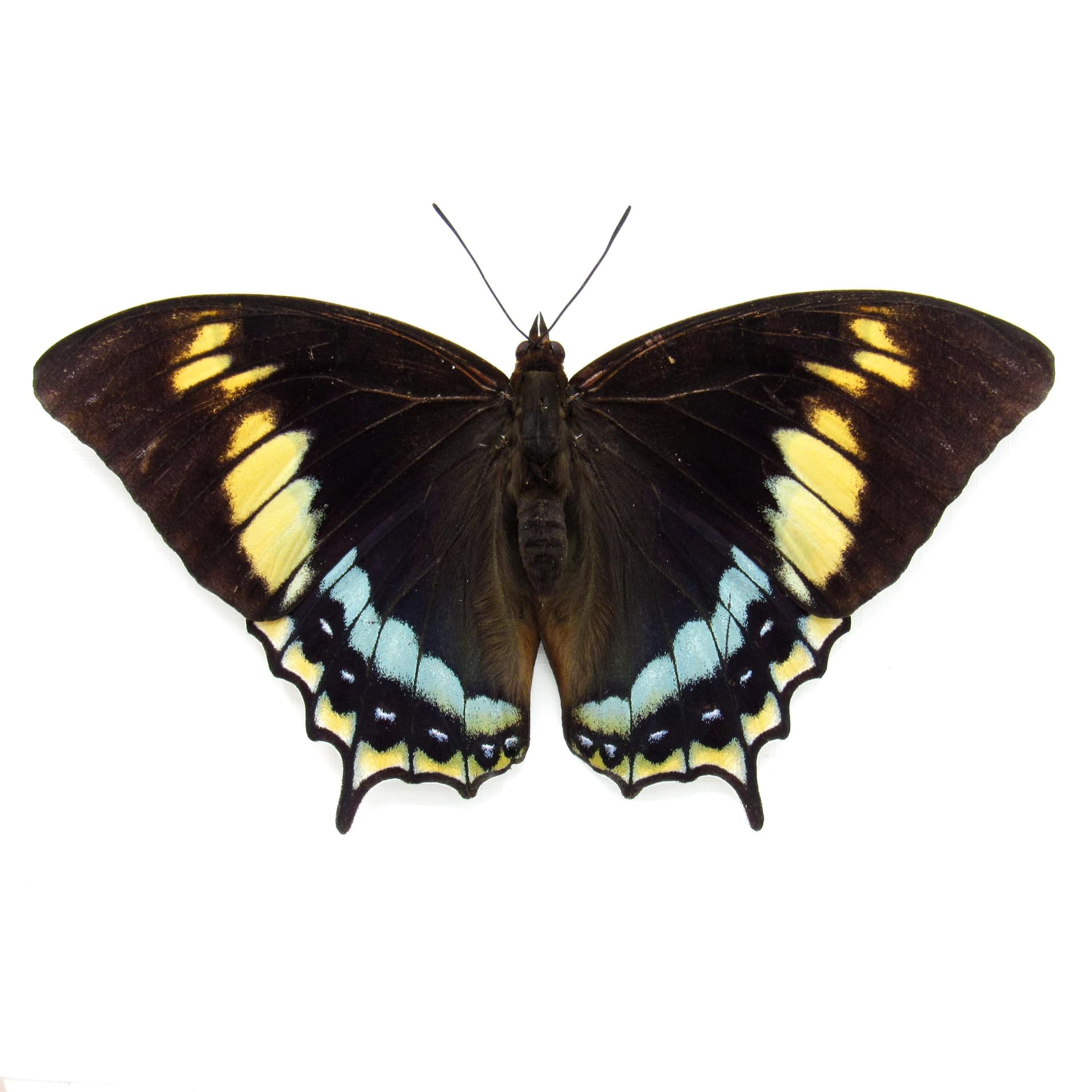 Rare framed butterfly specimen - Charaxes eurialus - XL female - Victorian mount