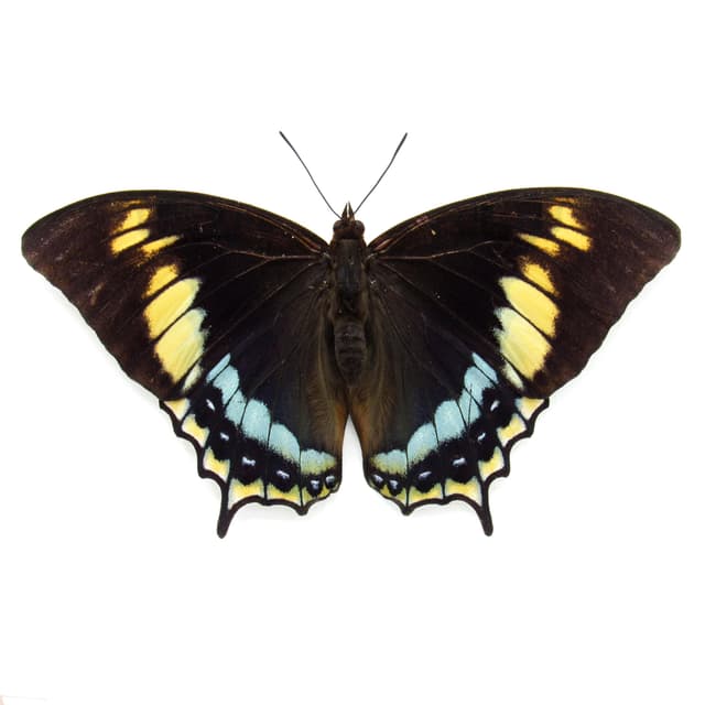 Rare framed butterfly specimen - Charaxes eurialus - XL female - Victorian mount