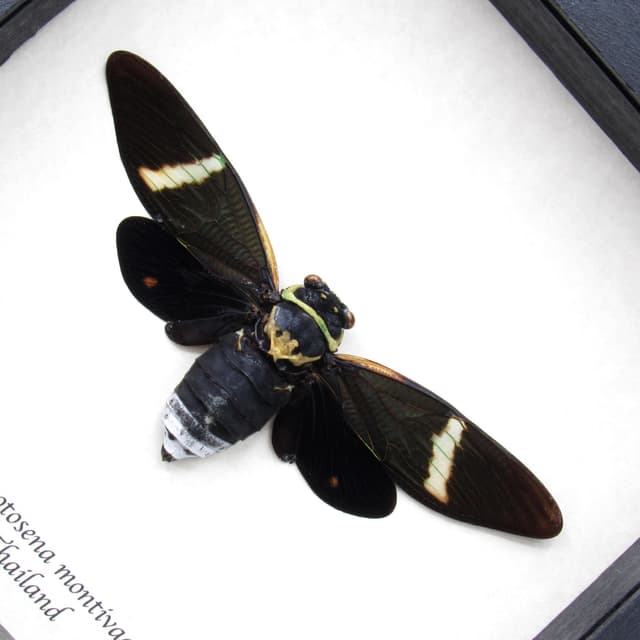 Real Giant Black Cicada frame taxidermy - Formotosena montivaga