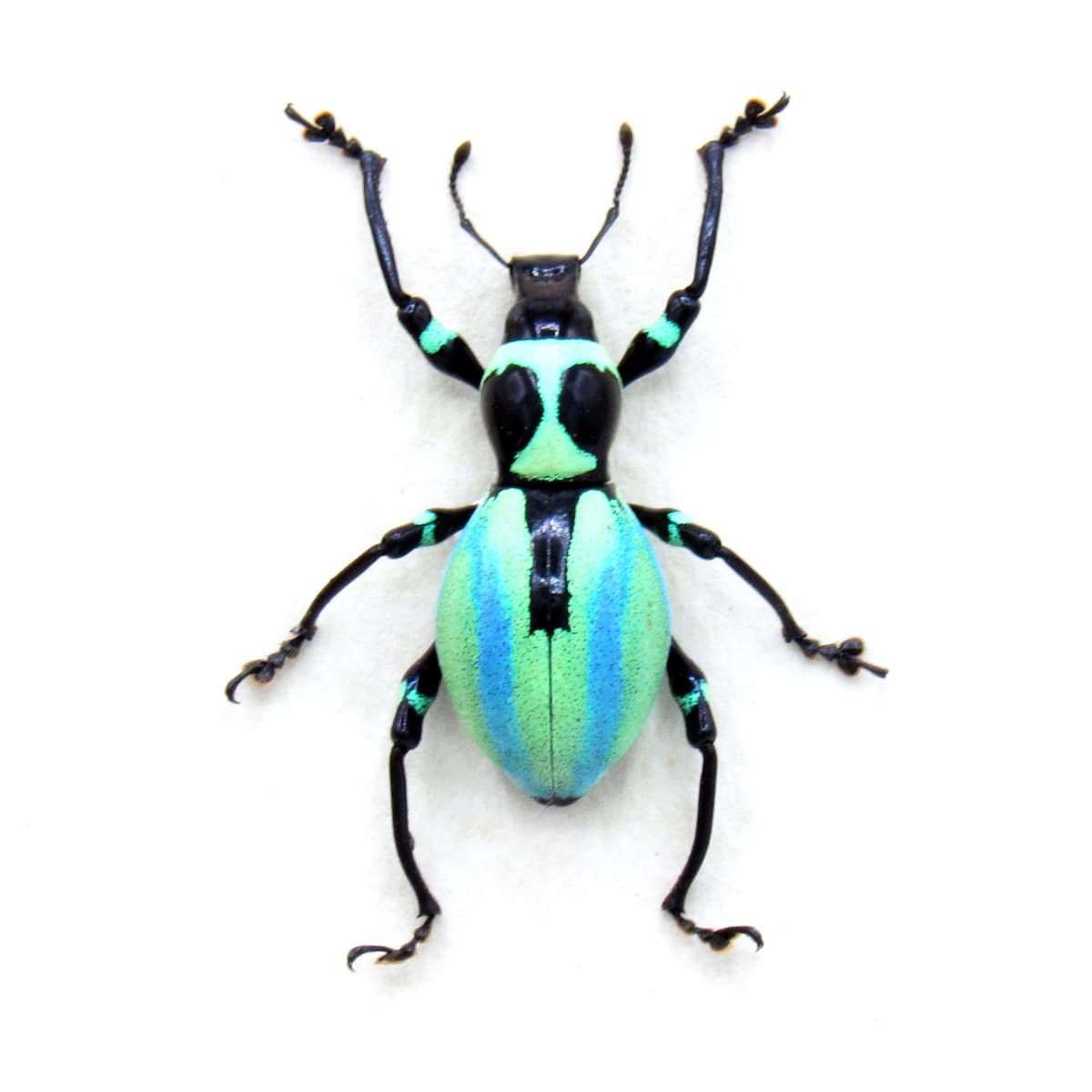 Very rare real weevil beetle framed specimen - Pachyrhynchus species