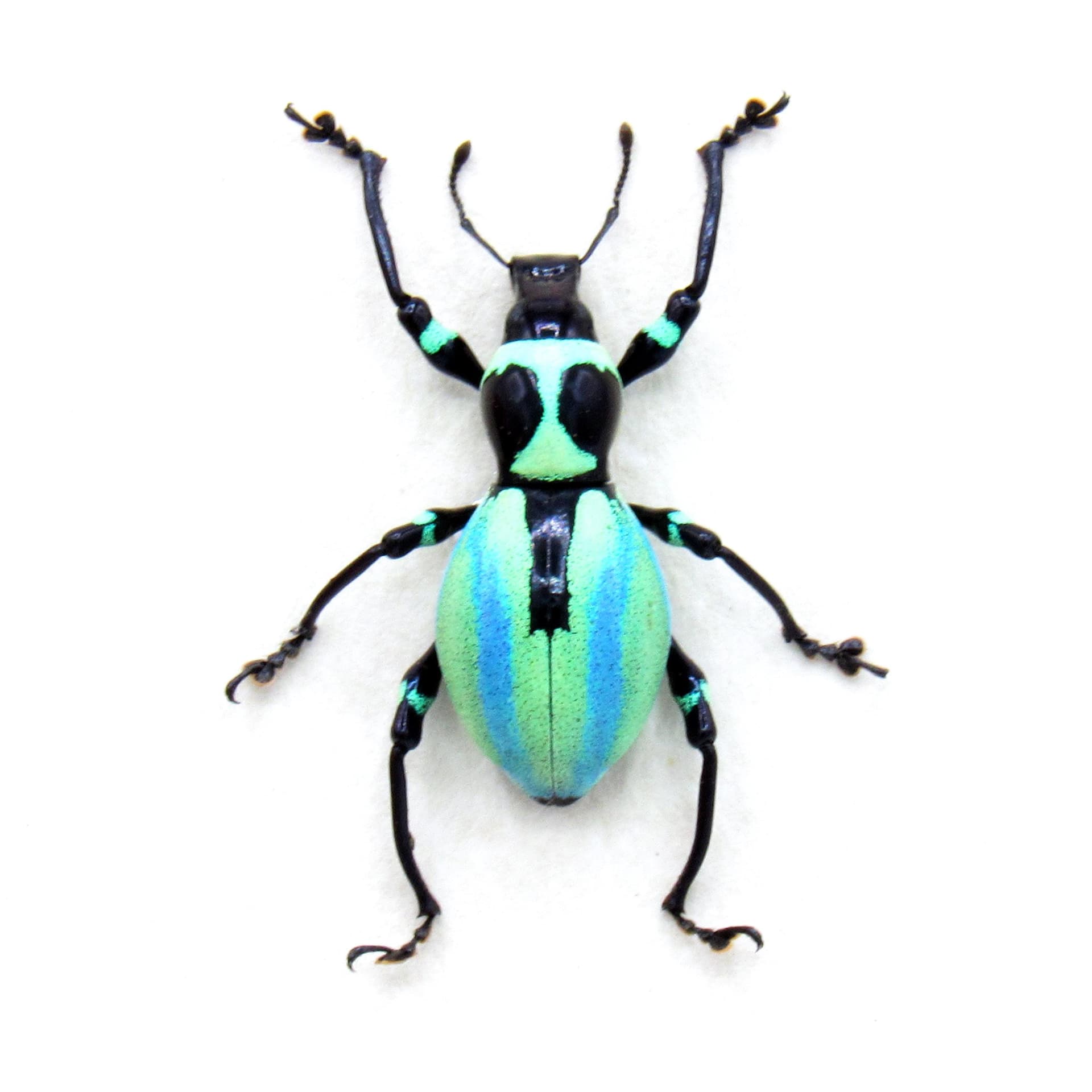 Very rare real weevil beetle framed specimen - Pachyrhynchus species