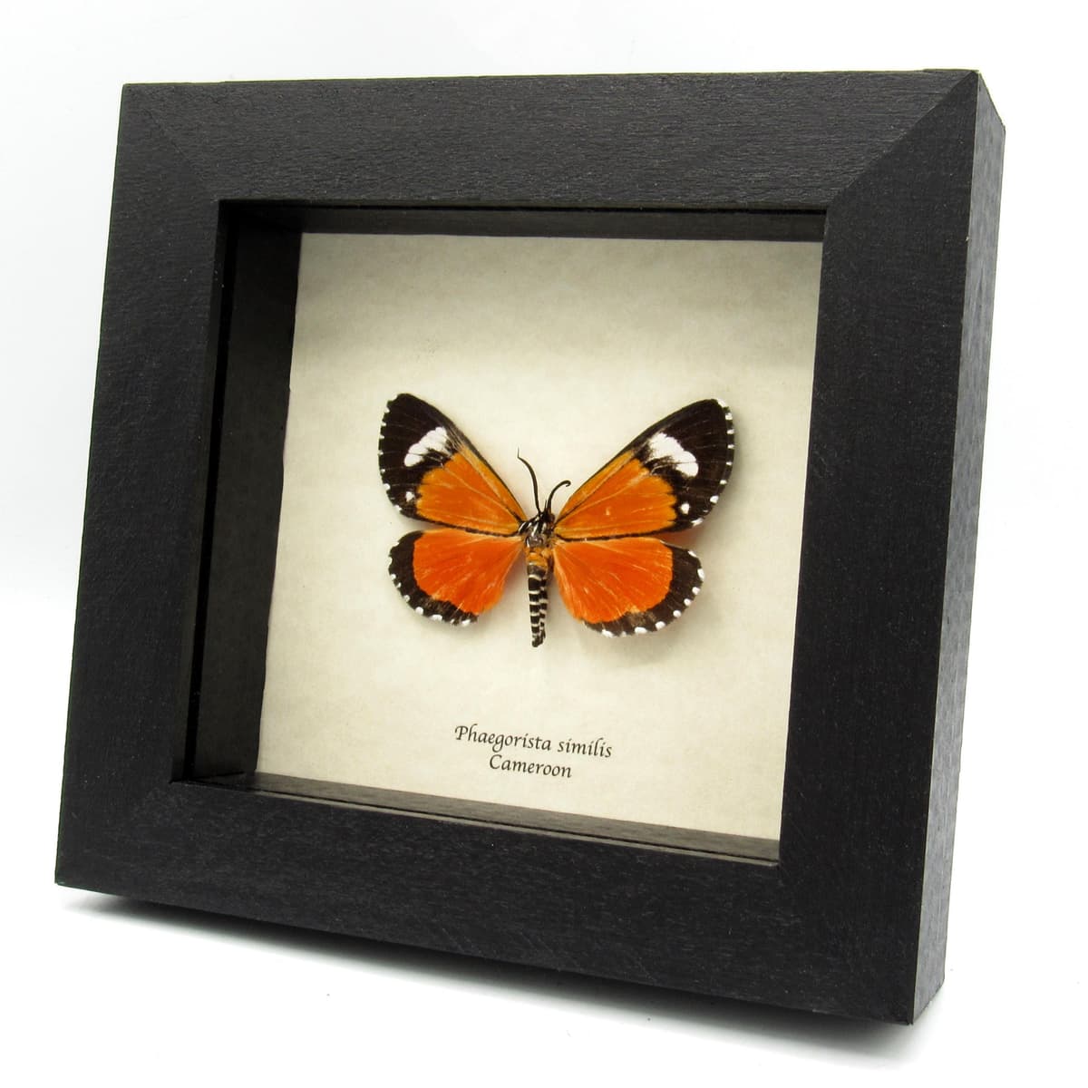 Real red day flying moth framed taxidermy - Phaegorista similis