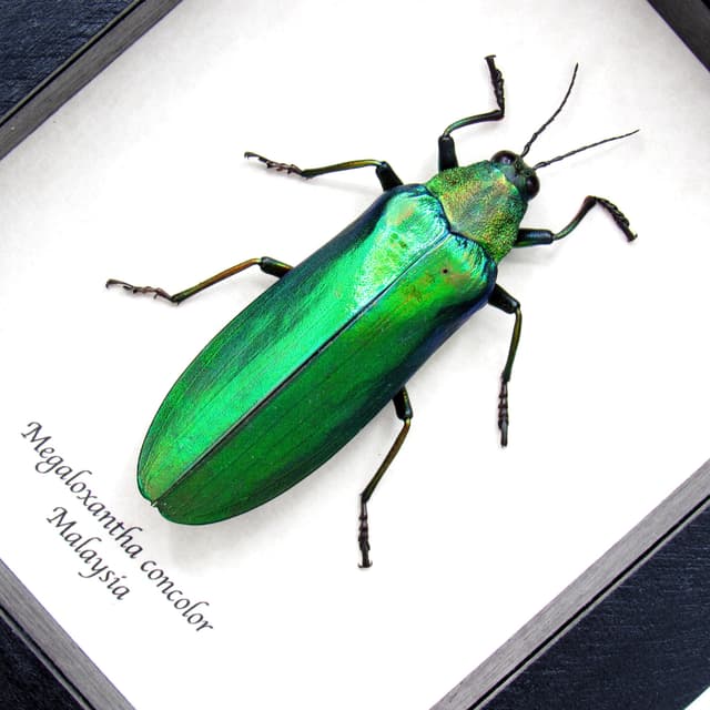 Rare Giant Jewel beetle framed taxidermy - Megaloxantha concolor