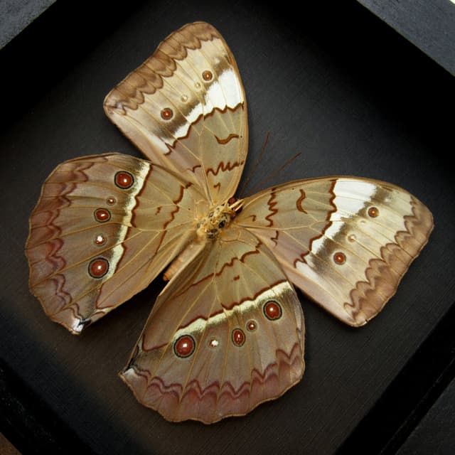 Rare XL Jungle Queen butterfly framed taxidermy - Stichophthalma uemurai