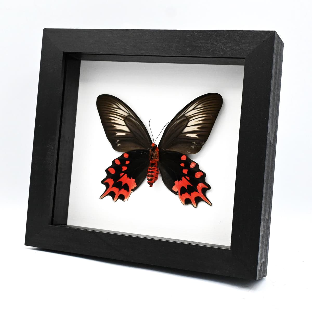 Real Vampire butterfly framed taxidermy - Atrophaneura semperi albofasciata - female