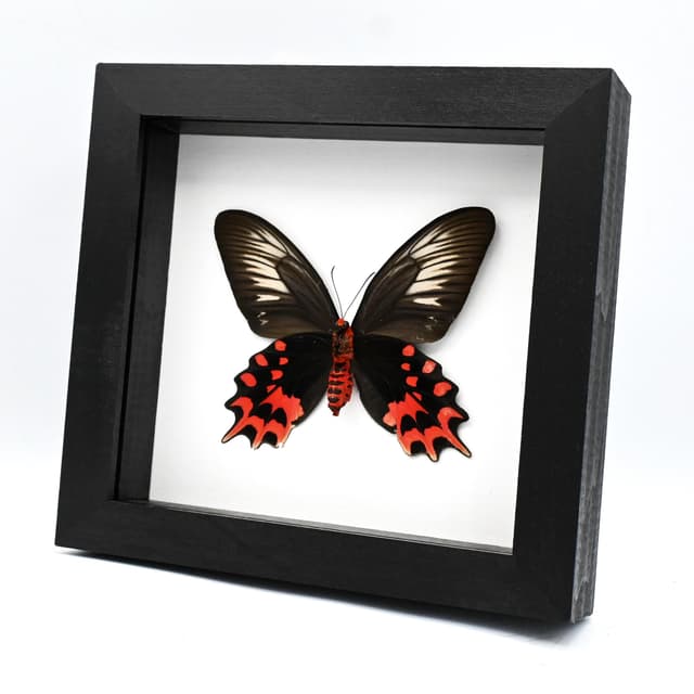 Real Vampire butterfly framed taxidermy - Atrophaneura semperi albofasciata - female