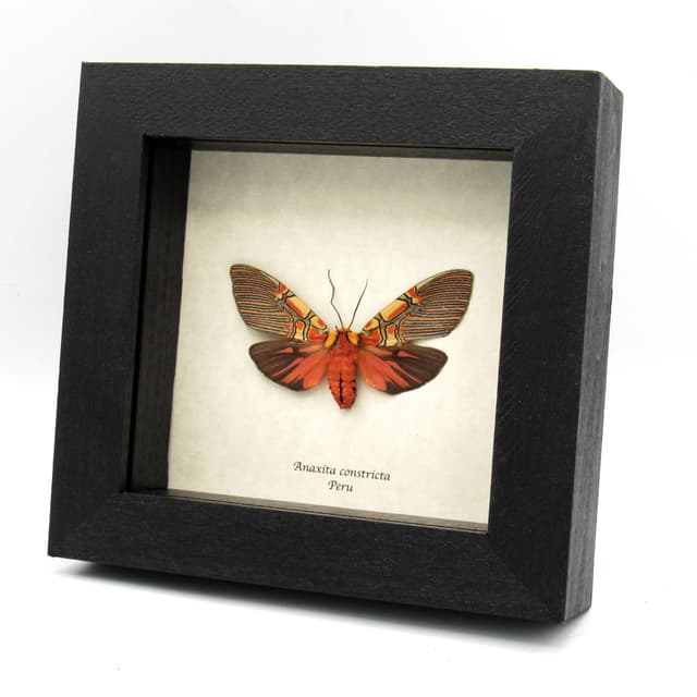Rare red Erebid moth framed taxidermy - Anaxita constricta