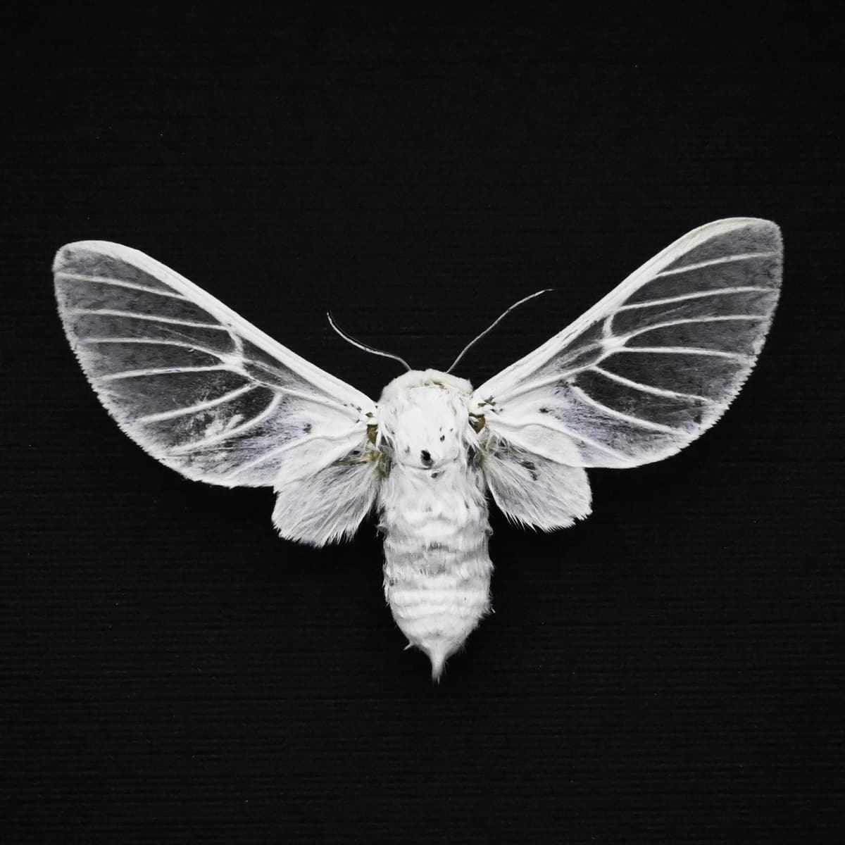 Rare white Erebid moth framed taxidermy - Balacra pulchra