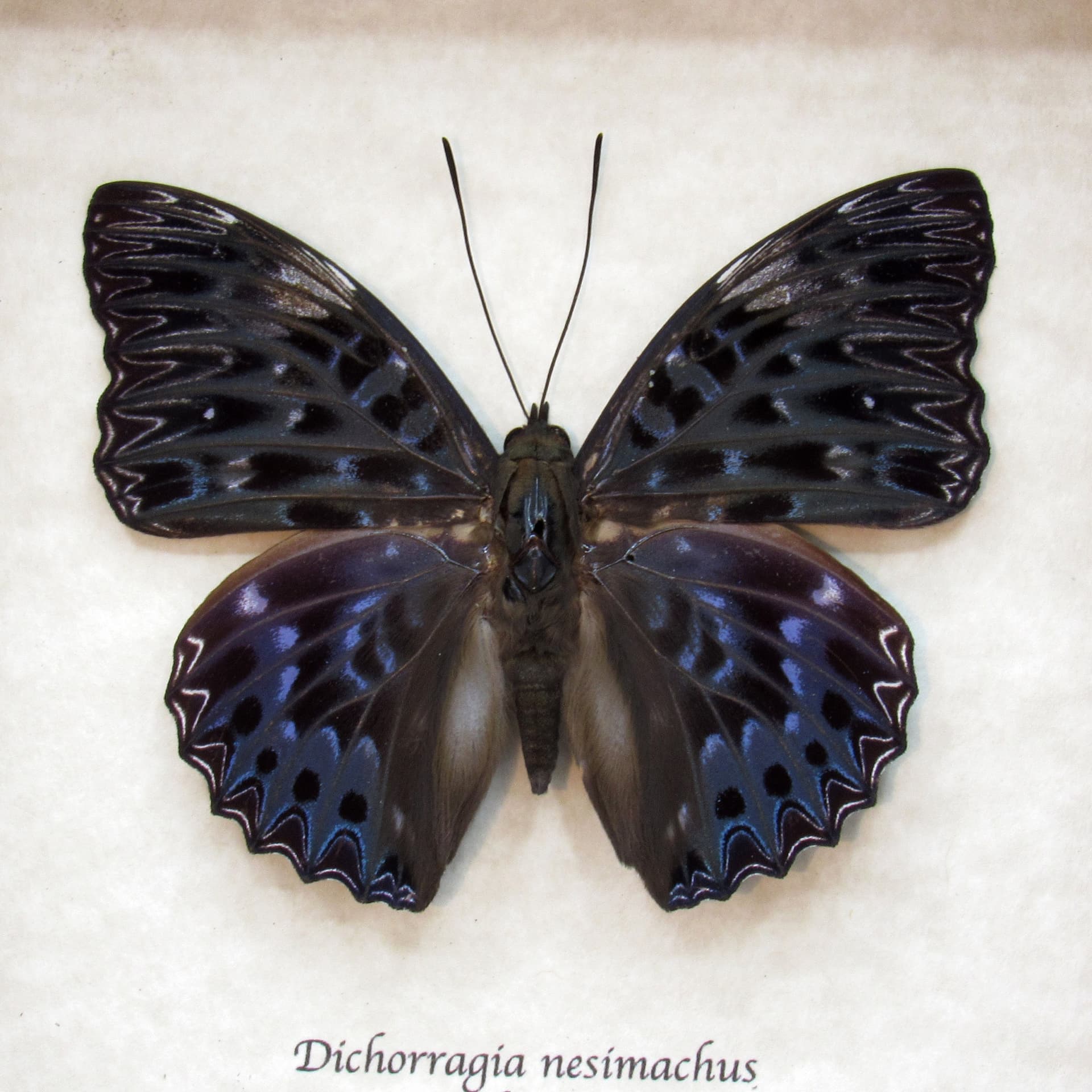 Real dark blue Constable butterfly framed taxidermy - Dichorragia nesimachus