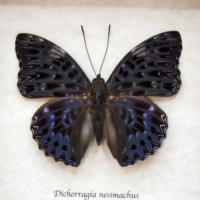 Real dark blue Constable butterfly framed taxidermy - Dichorragia nesimachus