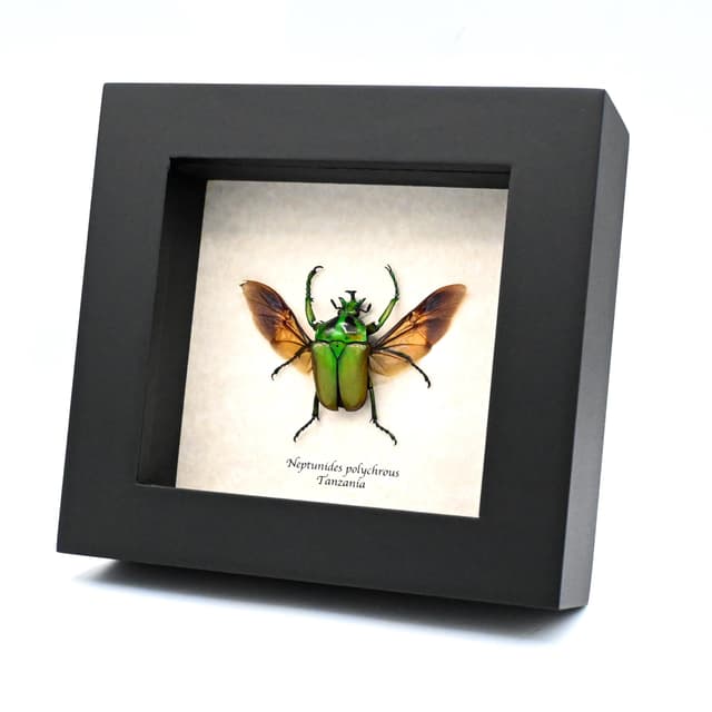 Real green Scarab beetle framed taxidermy - Neptunides polychrous