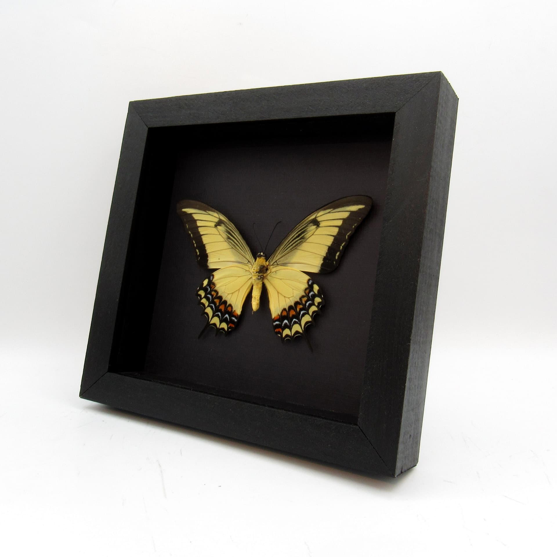 Large yellow Queen Swallowtail framed taxidermy - Papilio androgeus
