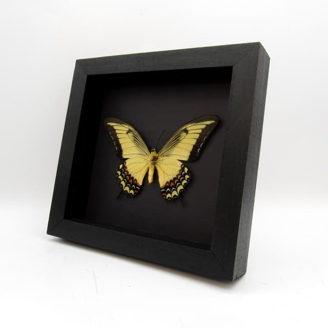 Large yellow Queen Swallowtail framed taxidermy - Papilio androgeus
