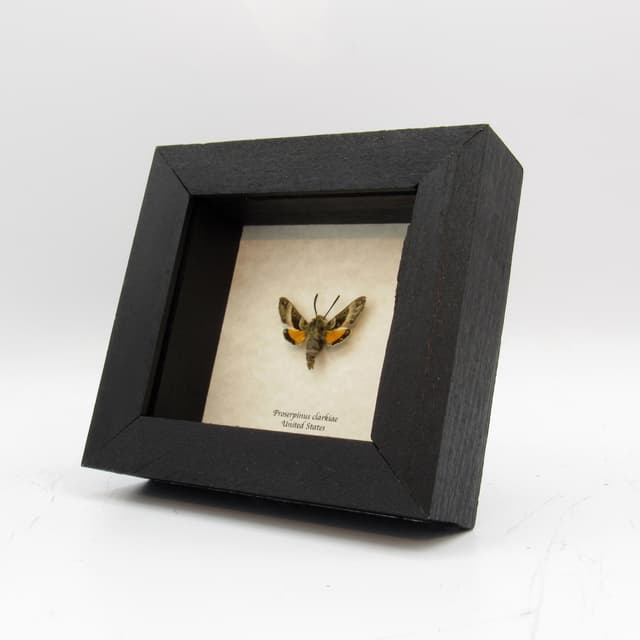 Real tiny sphinx moth framed taxidermy - Proserpinus clarkiae