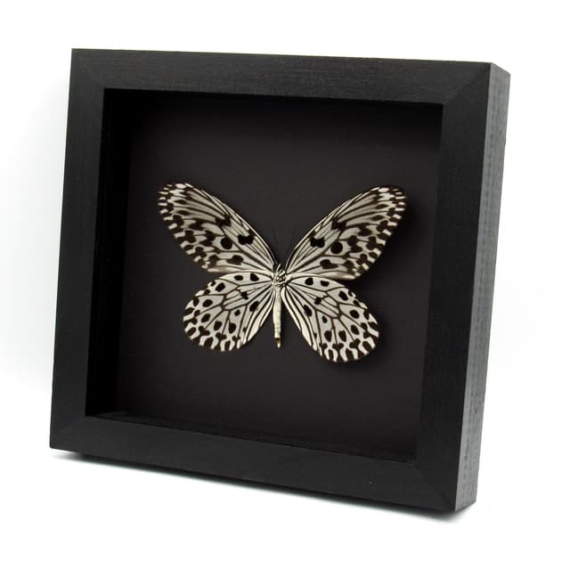 Real XL Tree Nymph butterfly framed taxidermy - Idea hypermnestra belia - female