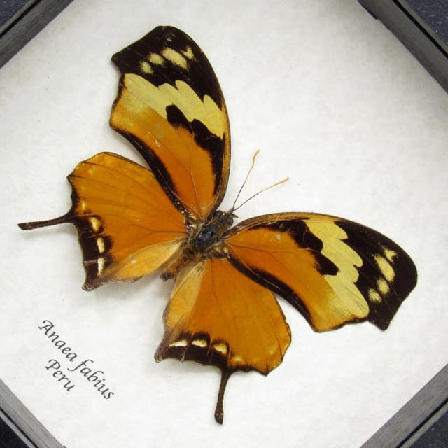 Real orange Tiger Leafwing butterfly framed taxidermy - Anaea fabius