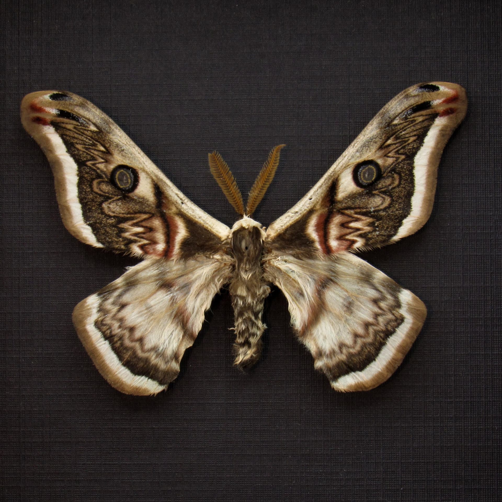 Rare Saturn moth framed taxidermy - Saturnia pyretorum