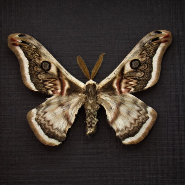 Rare Saturn moth framed taxidermy - Saturnia pyretorum