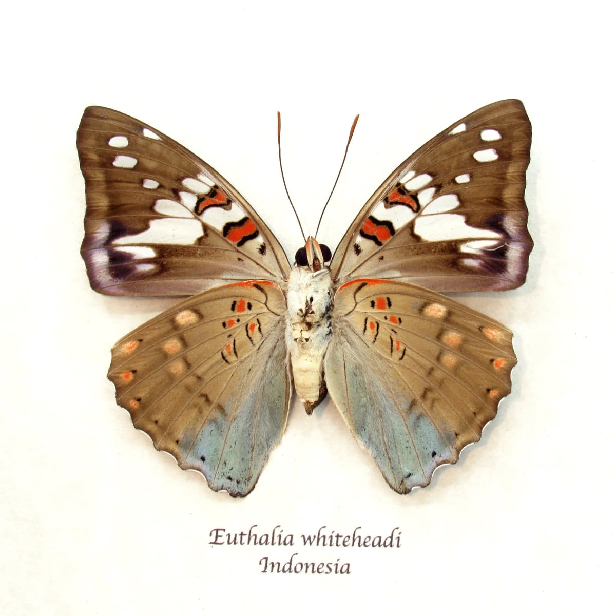 Real butterfly framed taxidermy - Euthalia whiteheadi - female