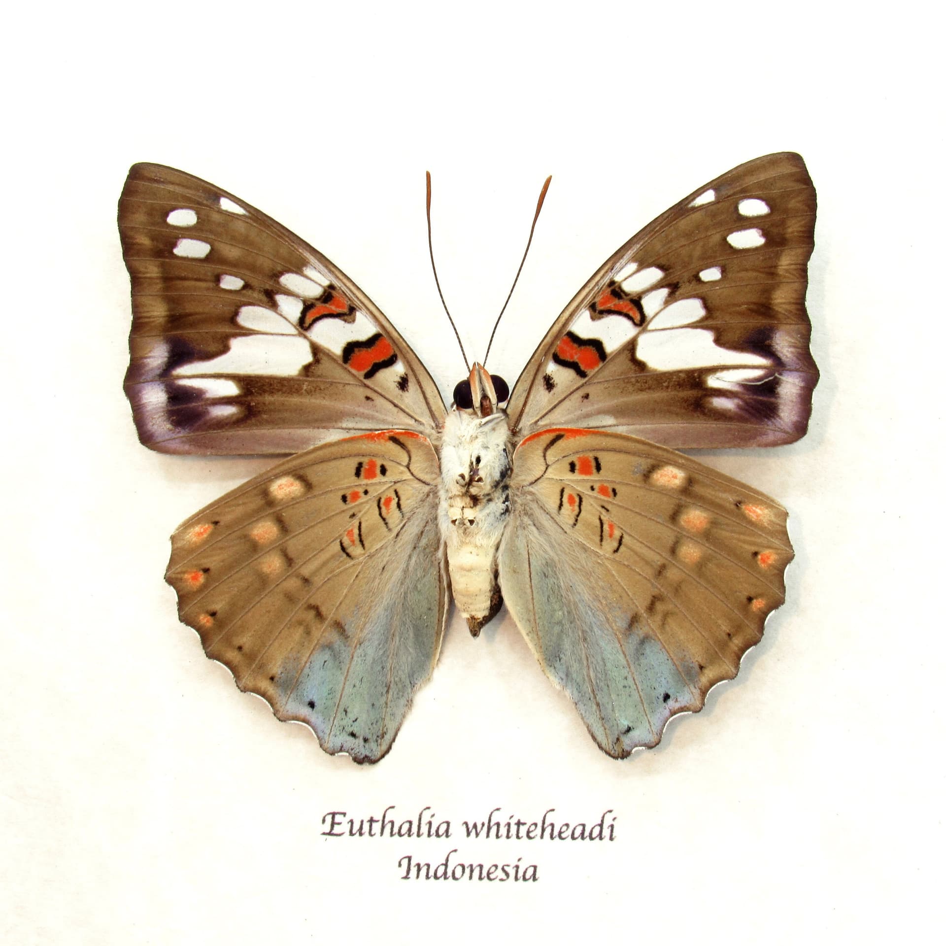 Real butterfly framed taxidermy - Euthalia whiteheadi - female