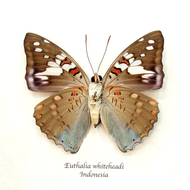 Real butterfly framed taxidermy - Euthalia whiteheadi - female