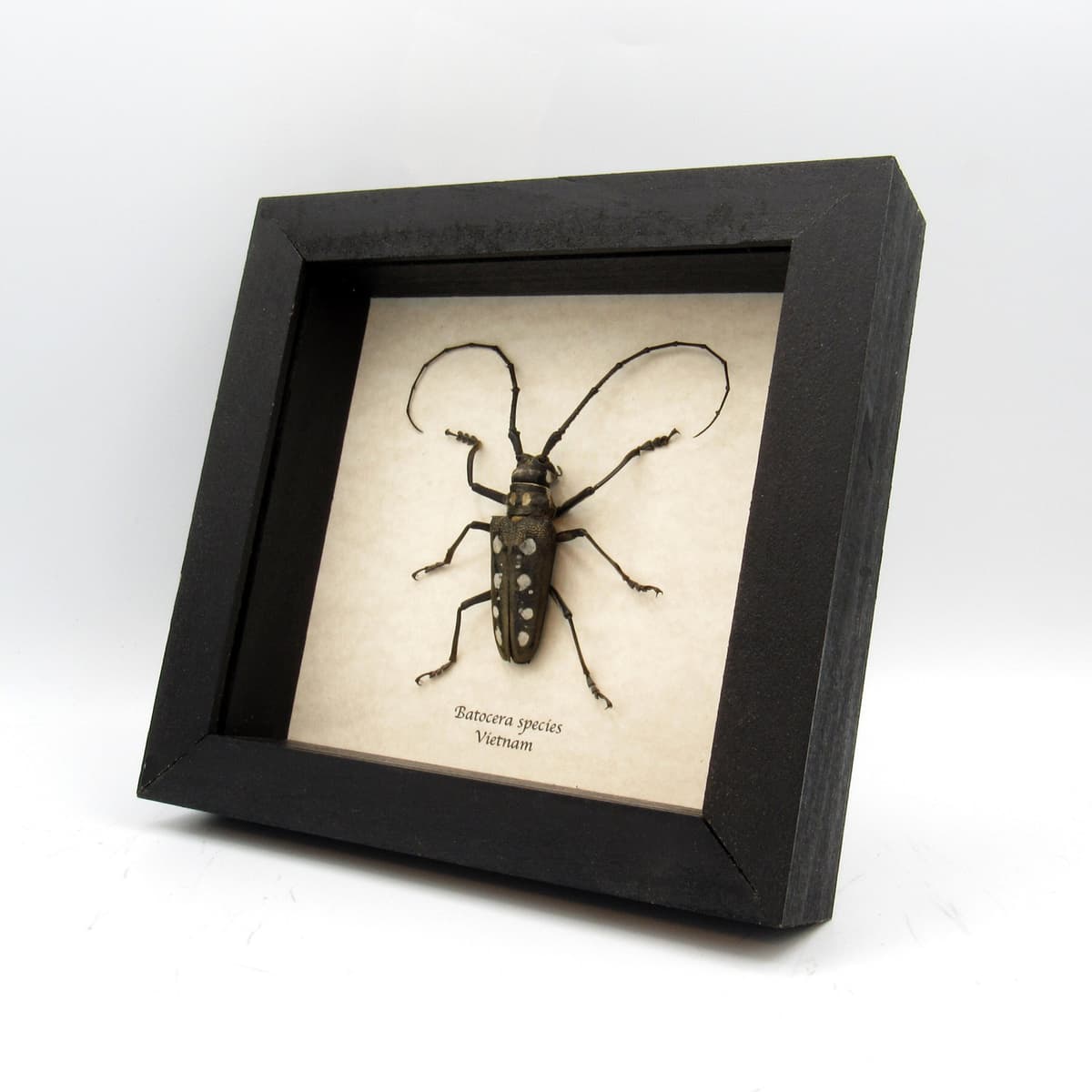 Real long horn beetle framed taxidermy - Batocera species