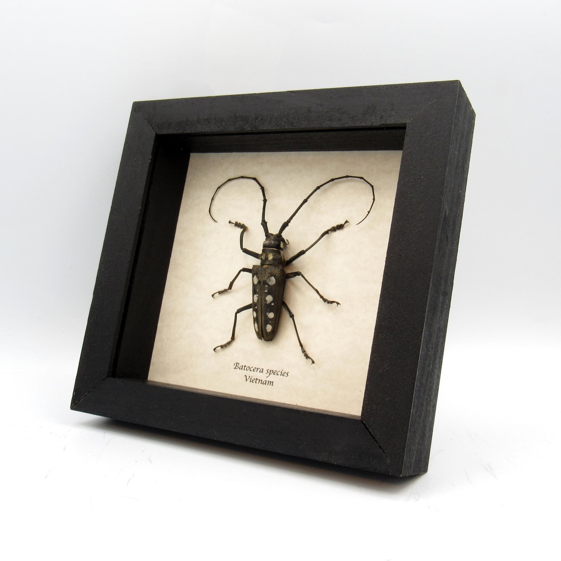 Real long horn beetle framed taxidermy - Batocera species