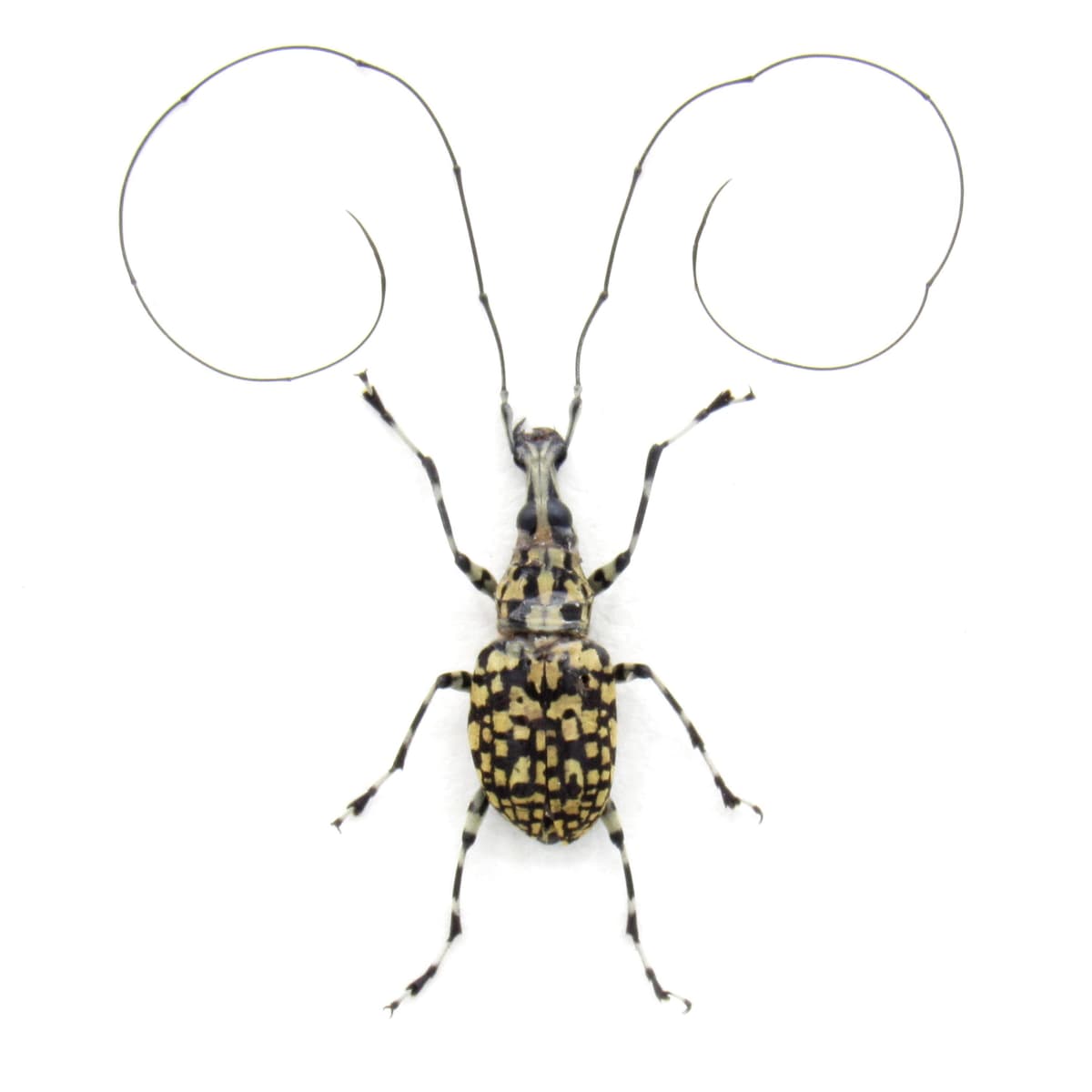 Real Fungus Weevil framed taxidermy - Mecocerus gibbefer