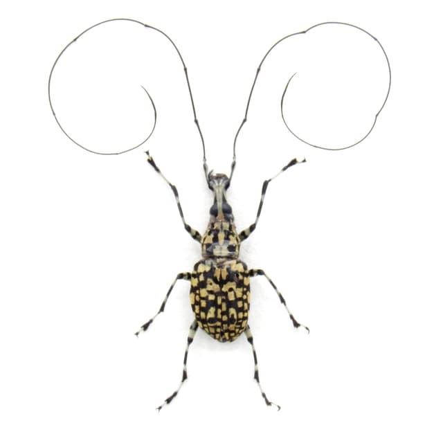 Real Fungus Weevil framed taxidermy - Mecocerus gibbefer