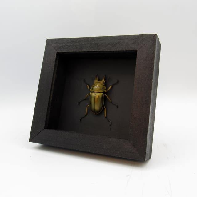 Real Bronze Devil Stag beetle framed taxidermy - Allotopus Rosenbergi