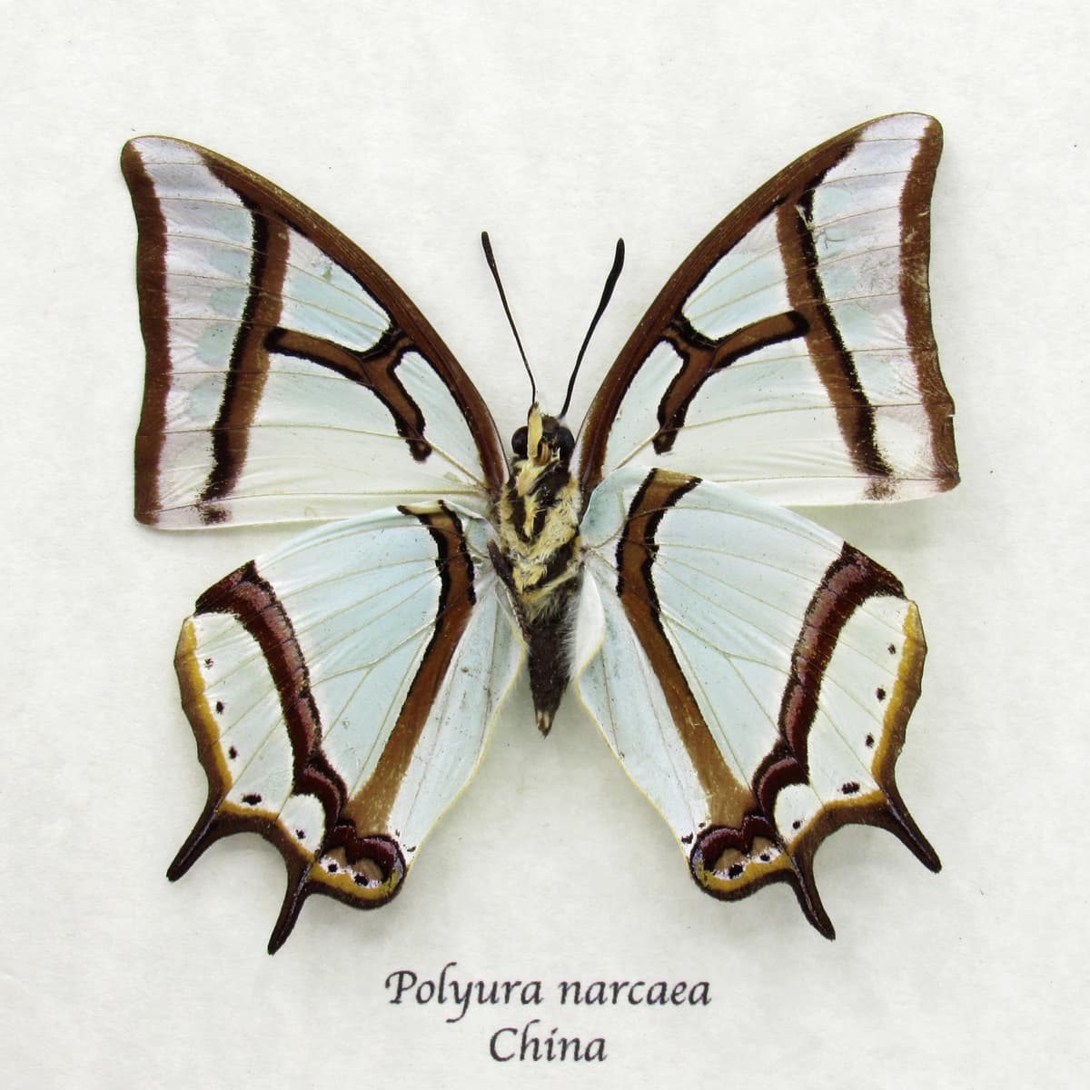 Real pearlescent green Nawab butterfly framed taxidermy - Polyura narcaea