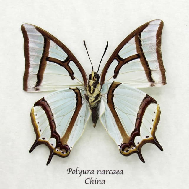 Real pearlescent green Nawab butterfly framed taxidermy - Polyura narcaea