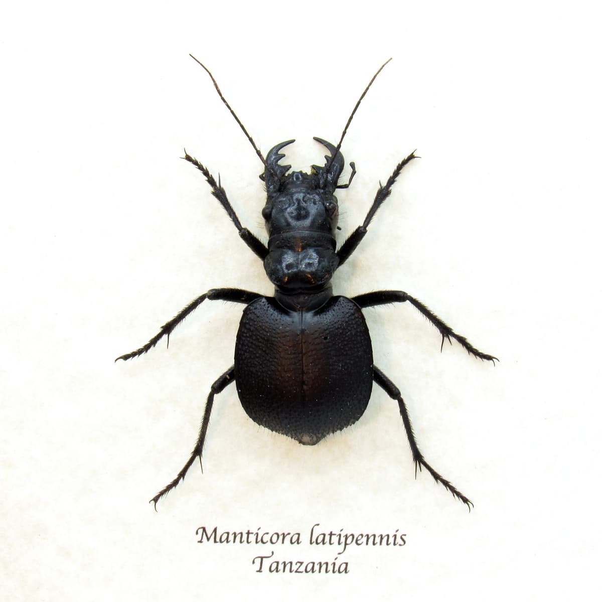 Real Monster Tiger beetle framed taxidermy - Manticora latipennis