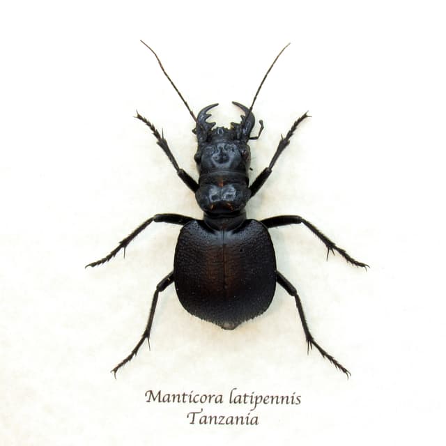 Real Monster Tiger beetle framed taxidermy - Manticora latipennis