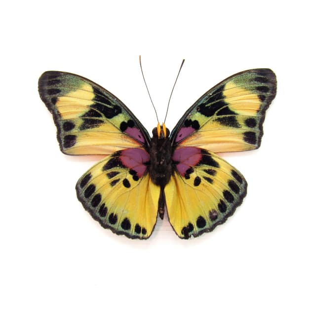 Real Forester butterfly framed taxidermy - Euphaedra adonina
