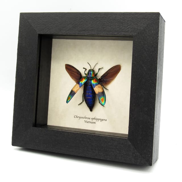 Real metallic rainbow beetle framed taxidermy - Chrysochroa ephippigera