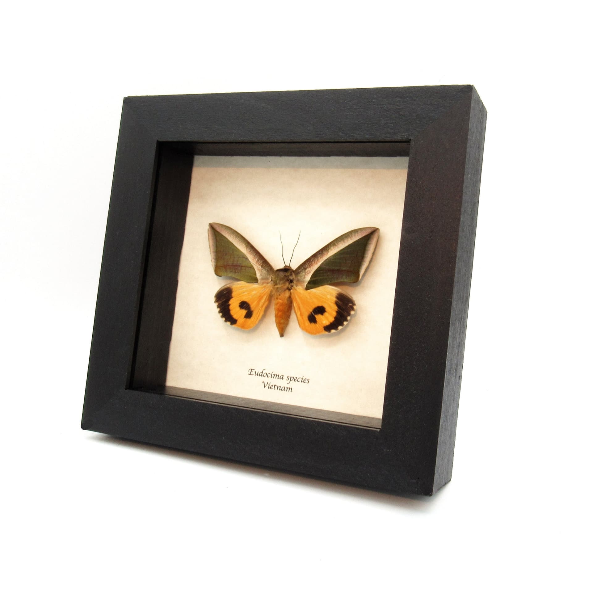 Real fruit piercing moth framed taxidermy - Eudocima species