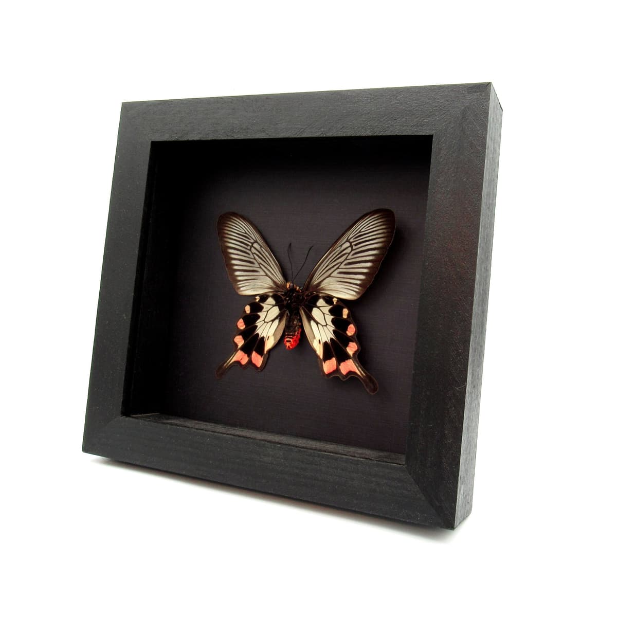 Real pink Swallowtail butterfly framed taxidermy - Pachliopta oreon - female