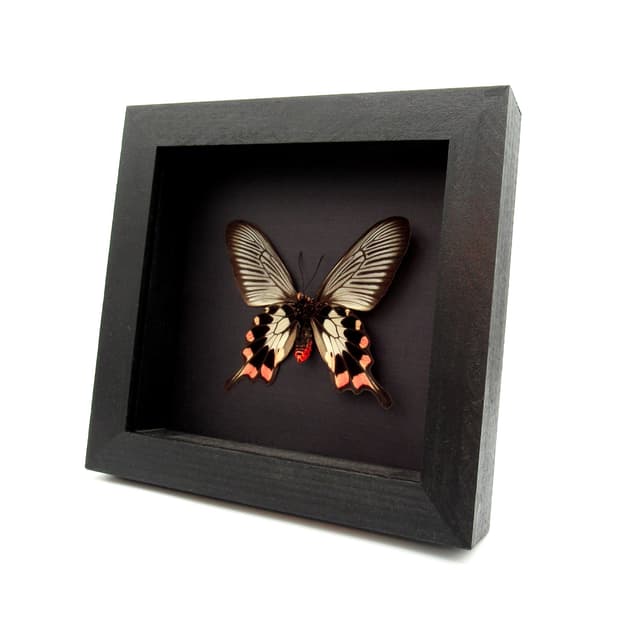 Real pink Swallowtail butterfly framed taxidermy - Pachliopta oreon - female