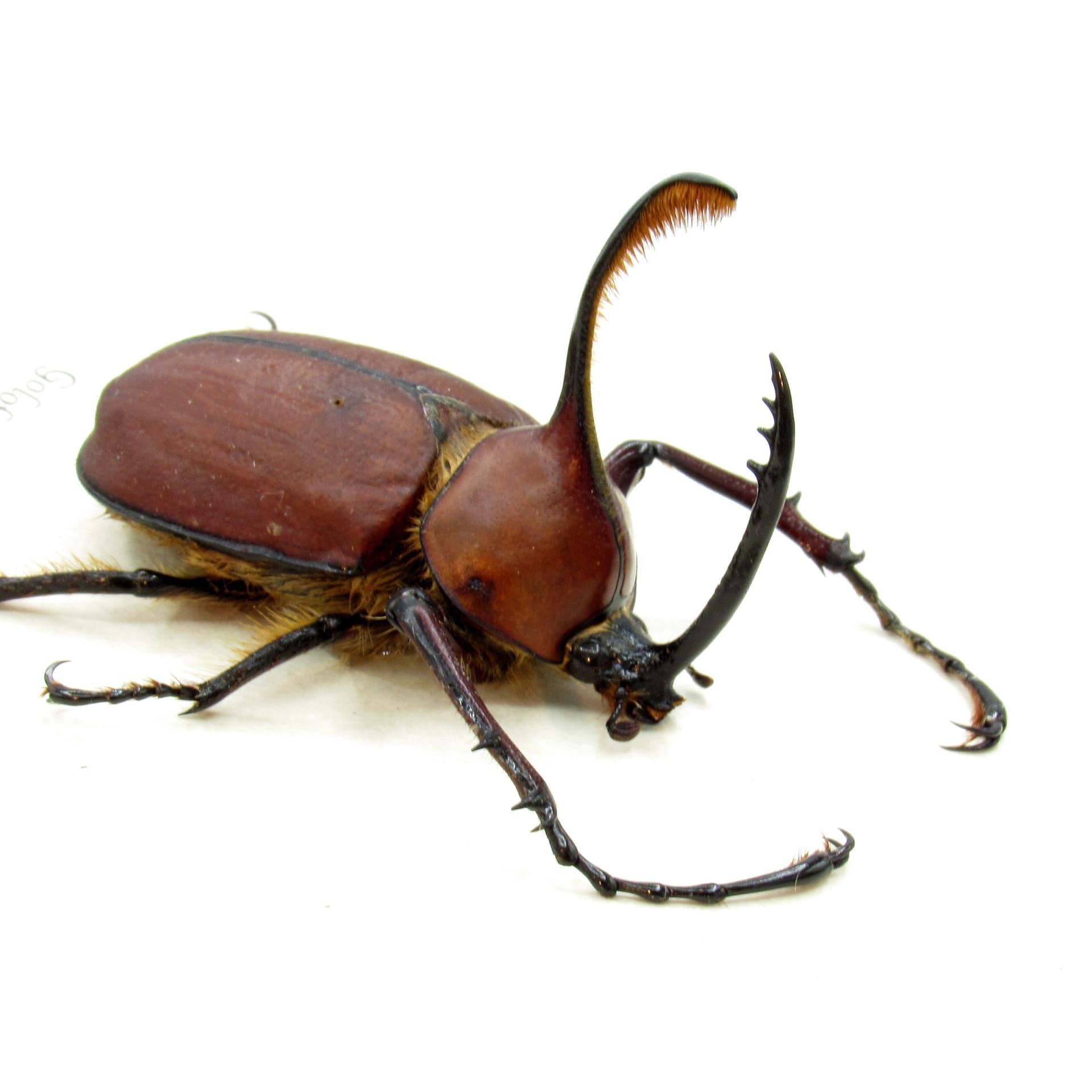 Real Long Horned Rhinoceros beetle framed taxidermy - Golofa spatha
