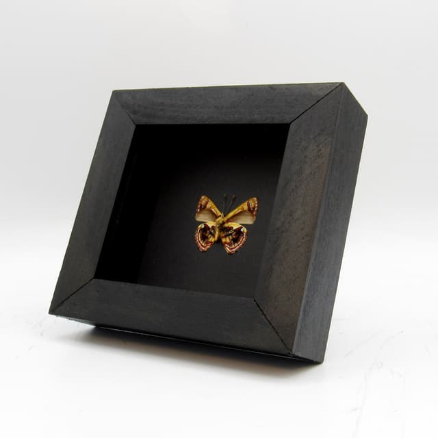 Real metallic Narcissus Jewel butterfly framed taxidermy - Hypochrysops narcissus