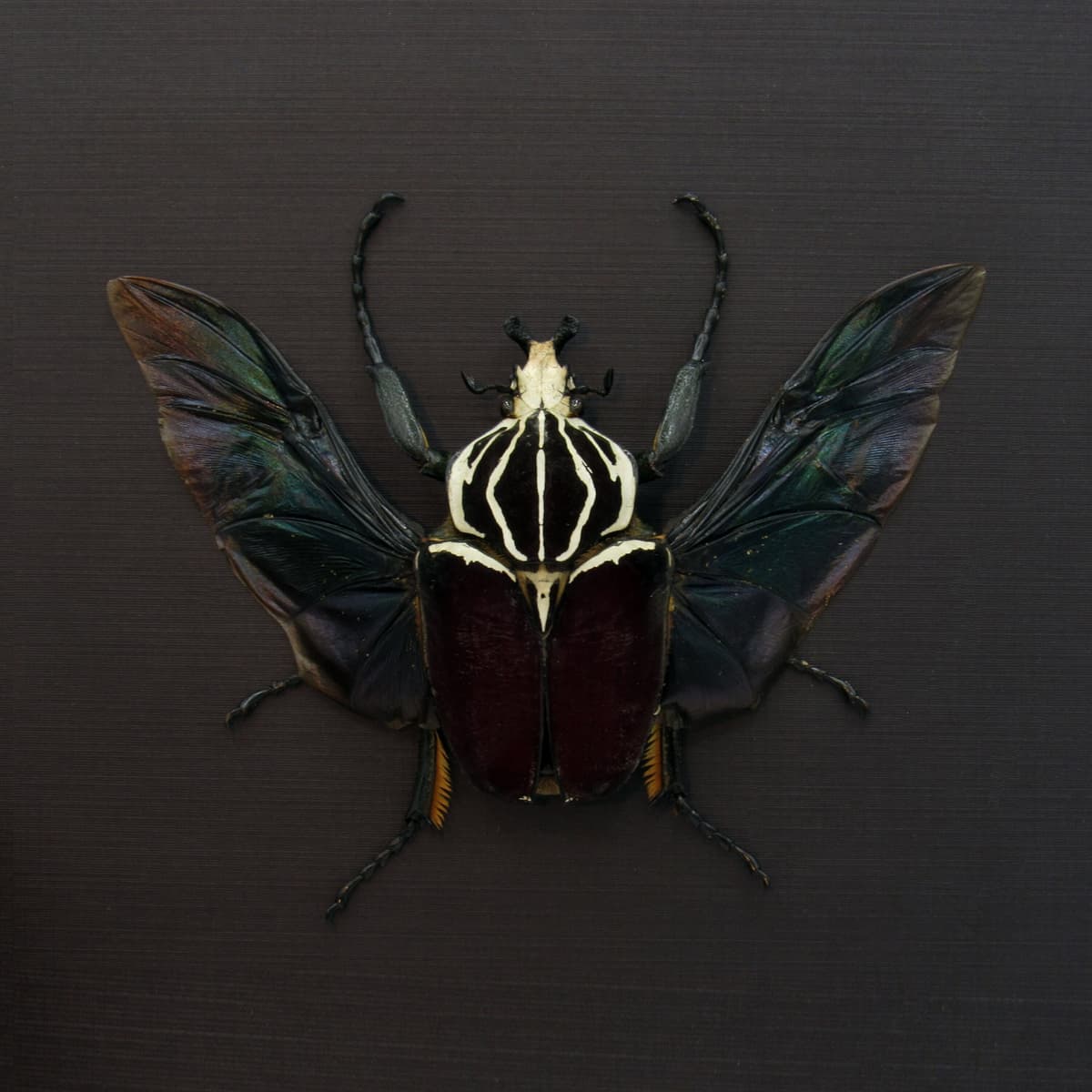 Very large real Flower Beetle framed taxidermy - Goliathus goliatus