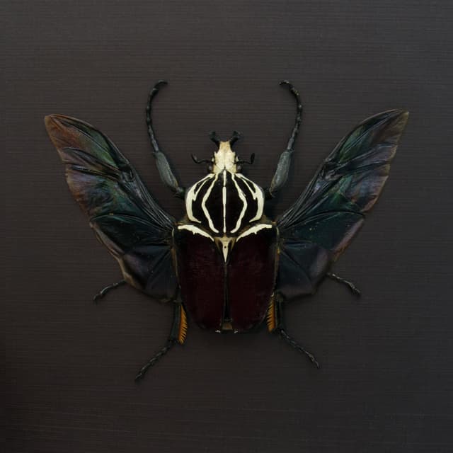 Very large real Flower Beetle framed taxidermy - Goliathus goliatus