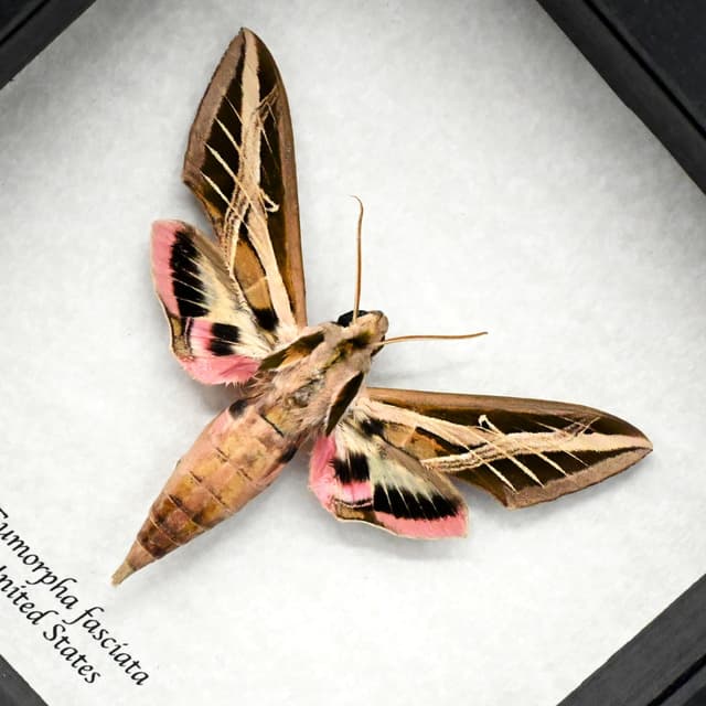 Real Banded Sphinx moth framed taxidermy - Eumorpha fasciata