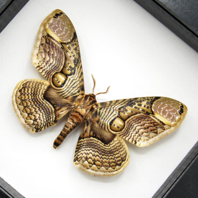 Large Brahmin moth framed taxidermy - Brahmaea wallichii