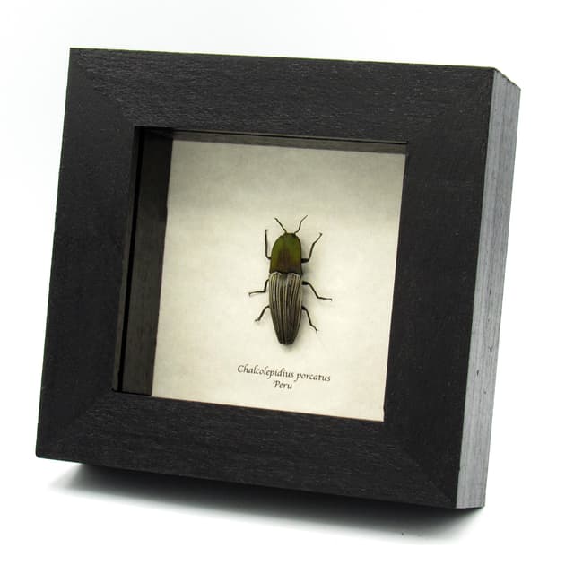 Real green Click beetle framed taxidermy - Chalcolepidius porcatus
