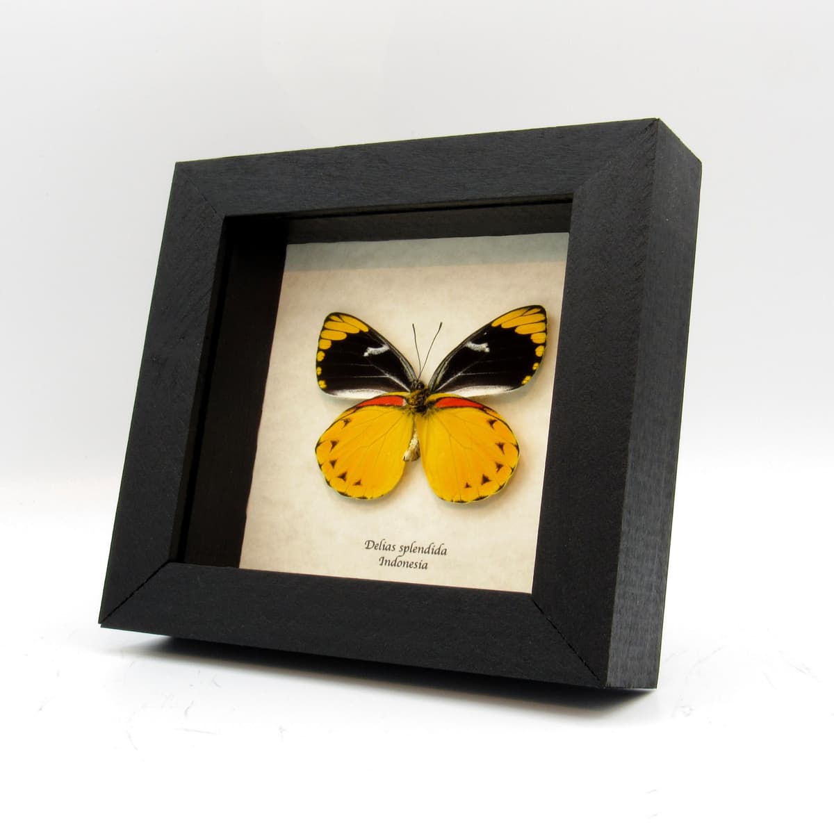 Real large yellow Delias butterfly framed taxidermy - Delias splendida