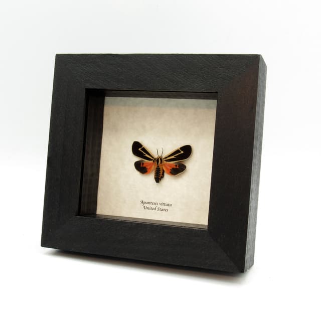 Real red Banded Tiger moth framed taxidermy - Apantesis vittata