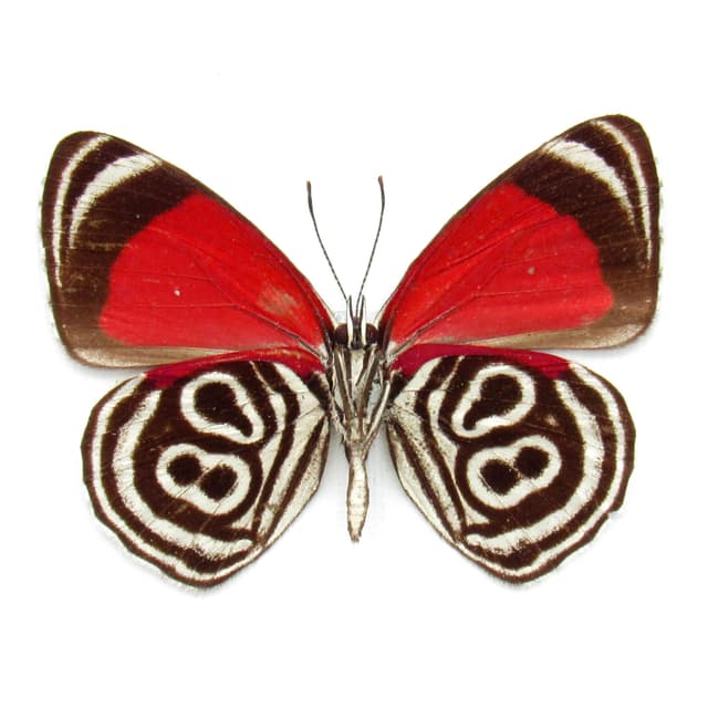 Real Eluina Eighty-eight Butterfly framed taxidermy - Diaethria eluina